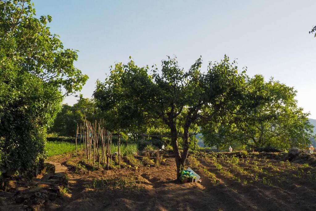 Ferienwohnung El Bosque De Los Romanos Puerto de Béjar Exterior foto